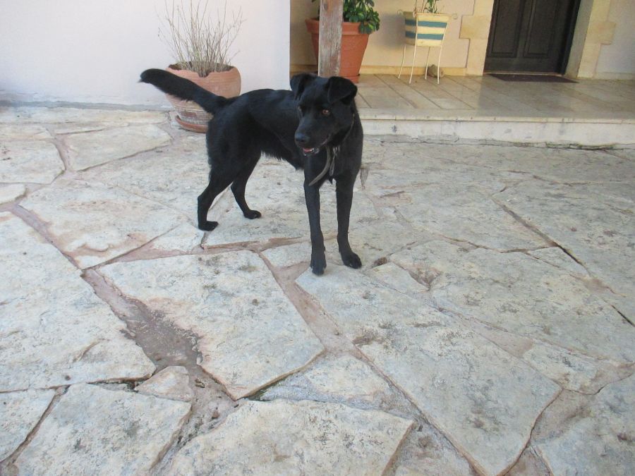 Spina