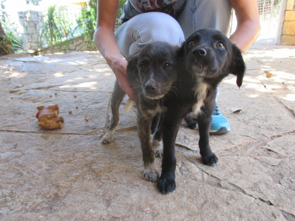 Betty and Biggy