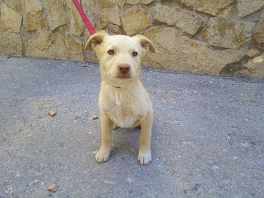 Blond brothers and the kid