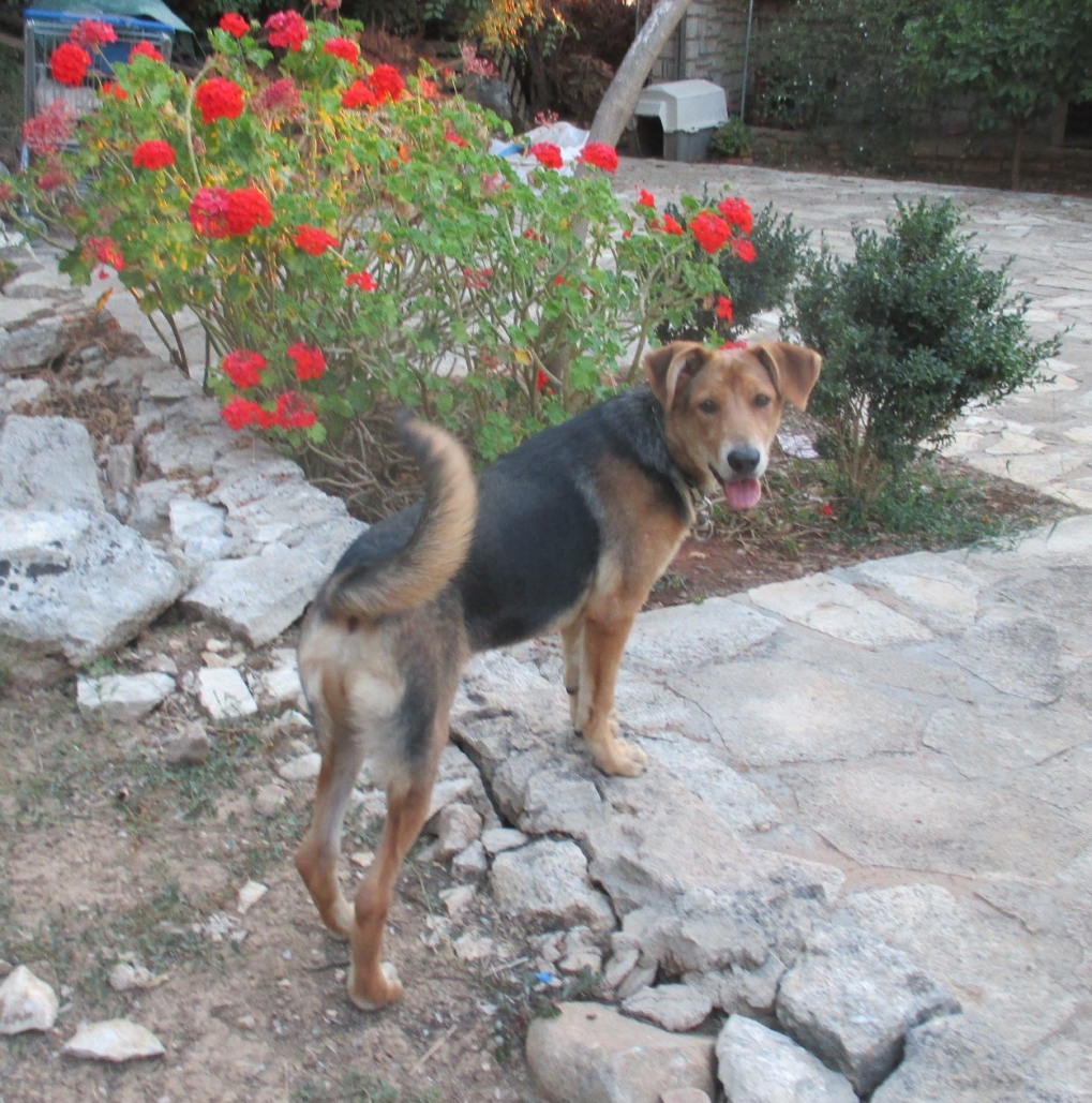 Tashma