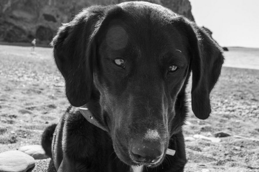 Zoi