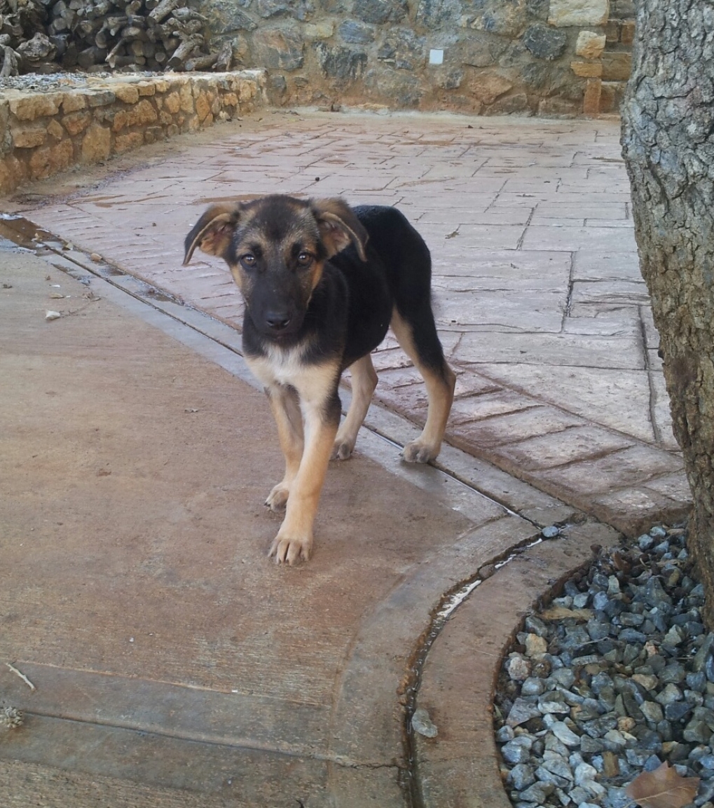 Axelina