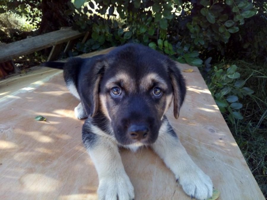 Scooby