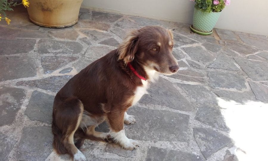 Rodi