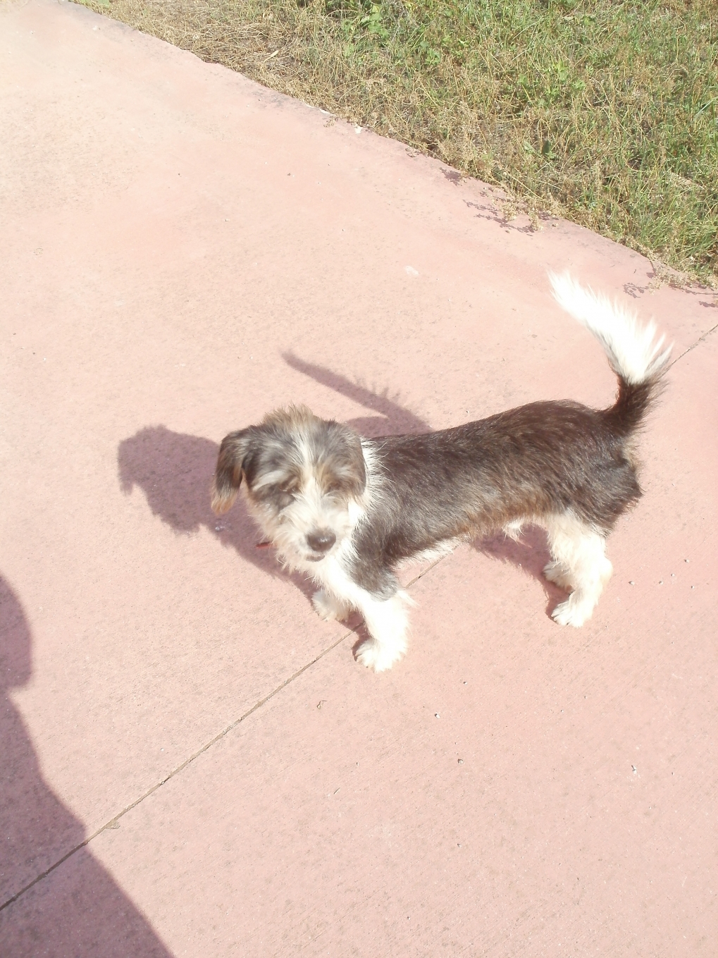 Snoopy
