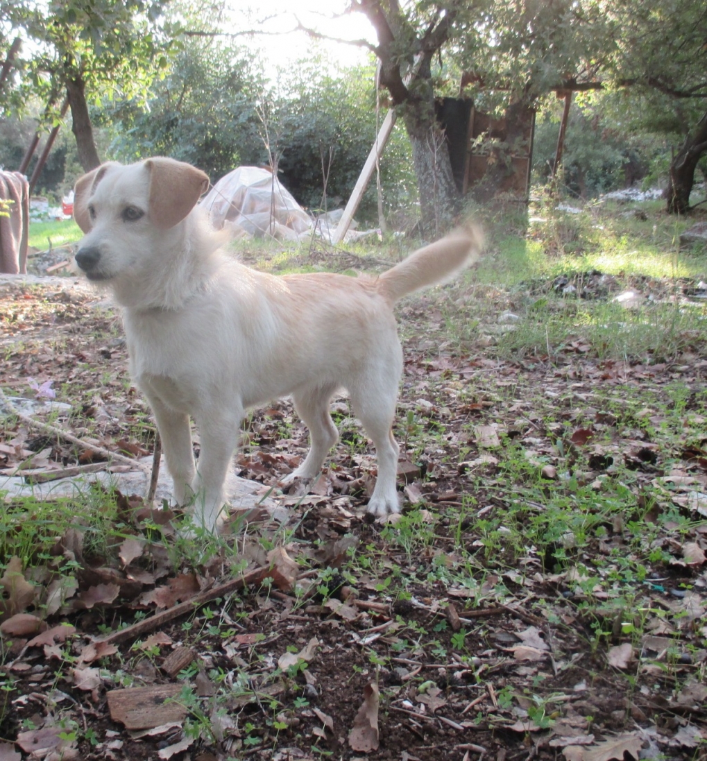 Gorgona
