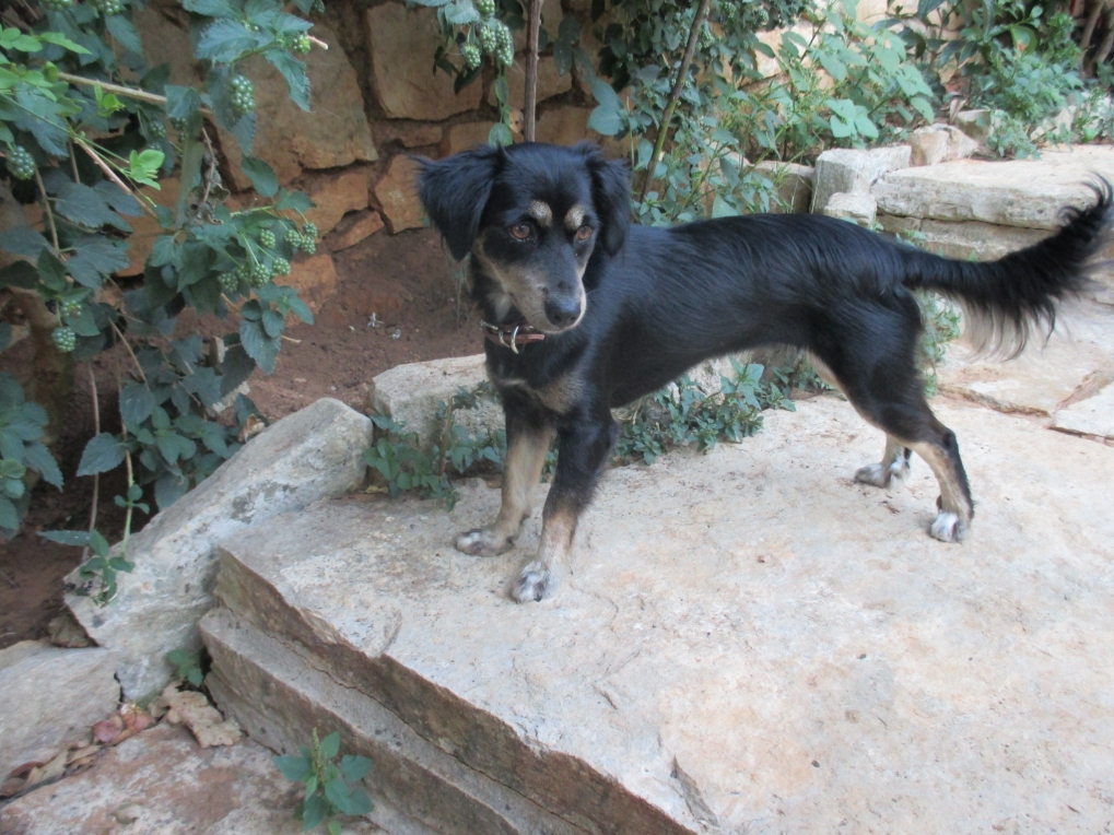 Roxy