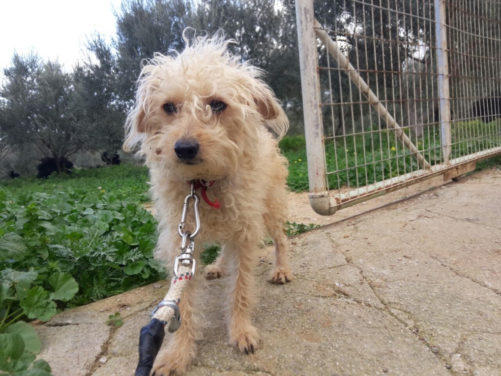 Lela